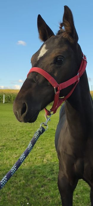 Rezerwacja! Sprzedam kuca ogier konia kuc walijski D welsh cob / pks