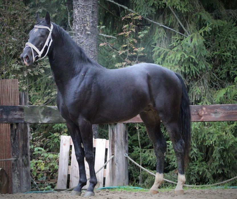 Kary przyszłościowy 3.5 latek