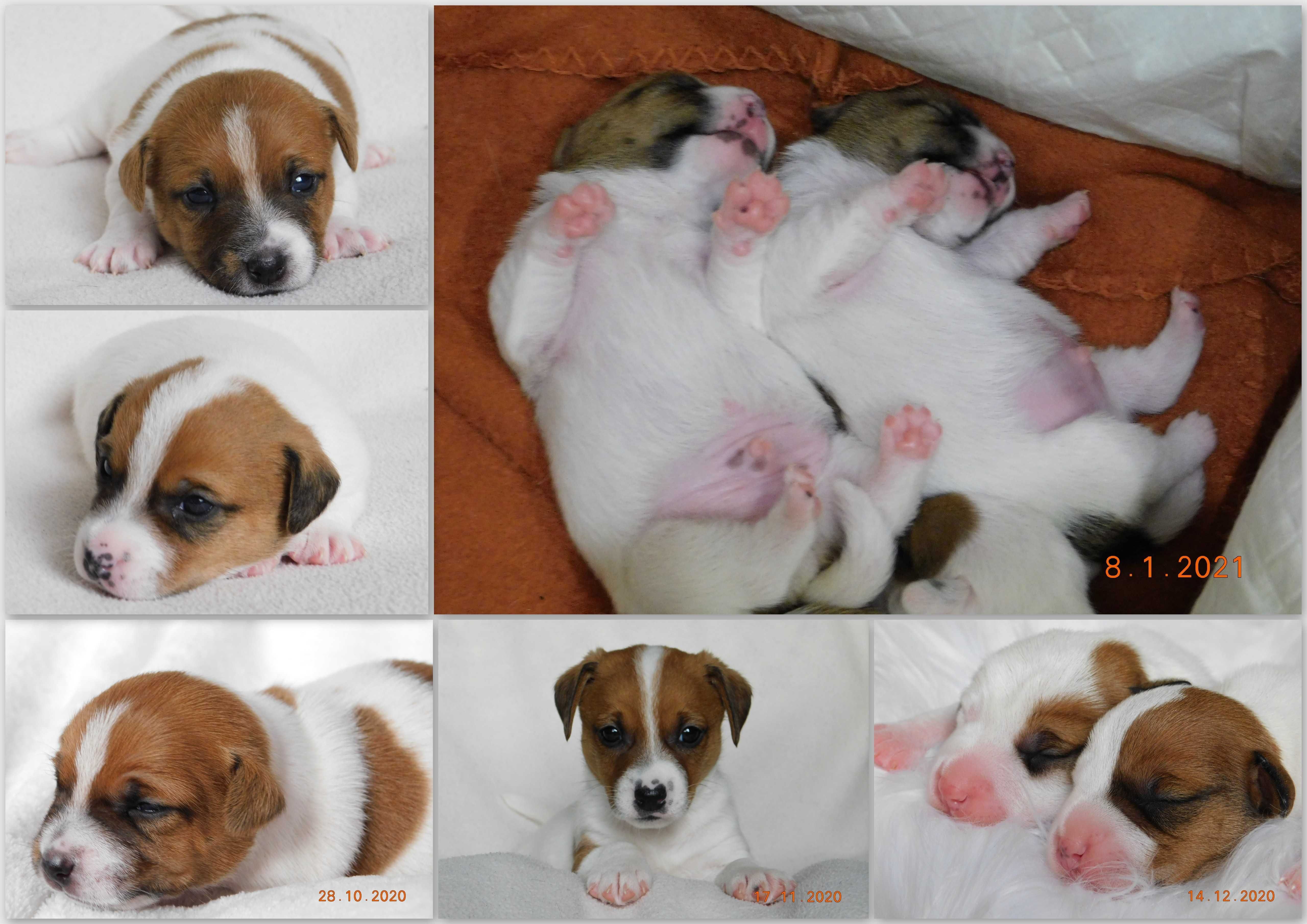 PIESEK Jack Russell Terrier z hodowli BREFIO/ badania genetyczne