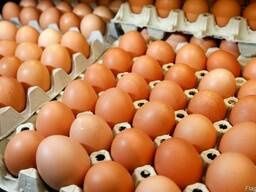Яйцо для инкубации Ломан Браун