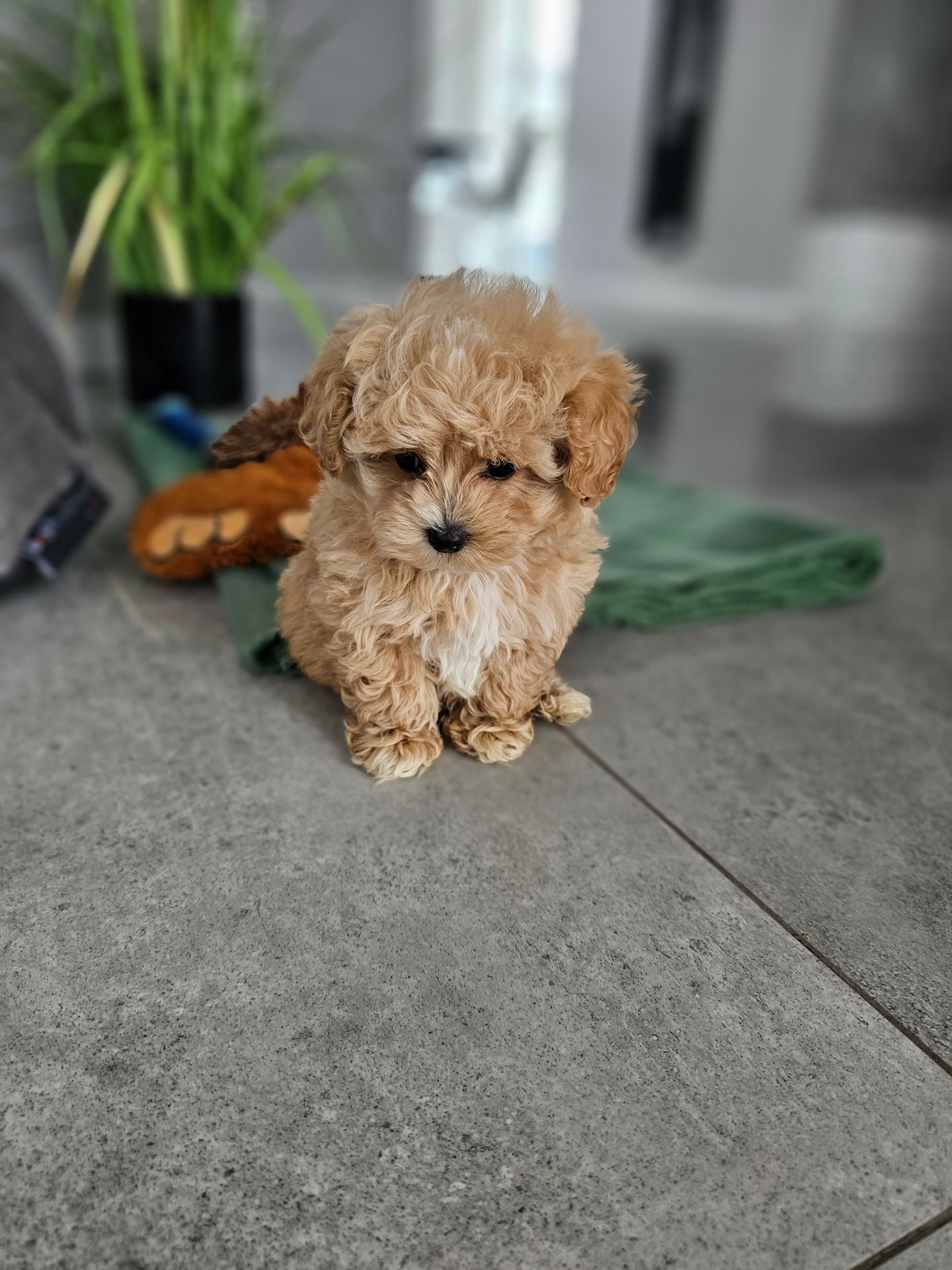 Eksluzywna Laleczka Maltipoo Obejrzyj Fikmik