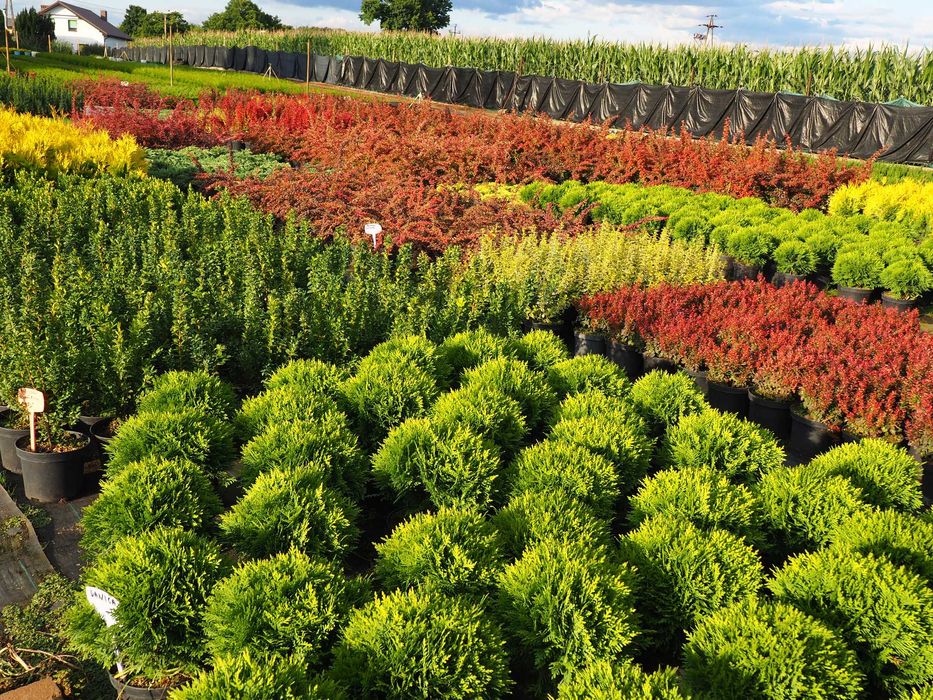 TUJA Tuje SZMARAGD  100cm-120cm PROMOCJA Łabiszyn