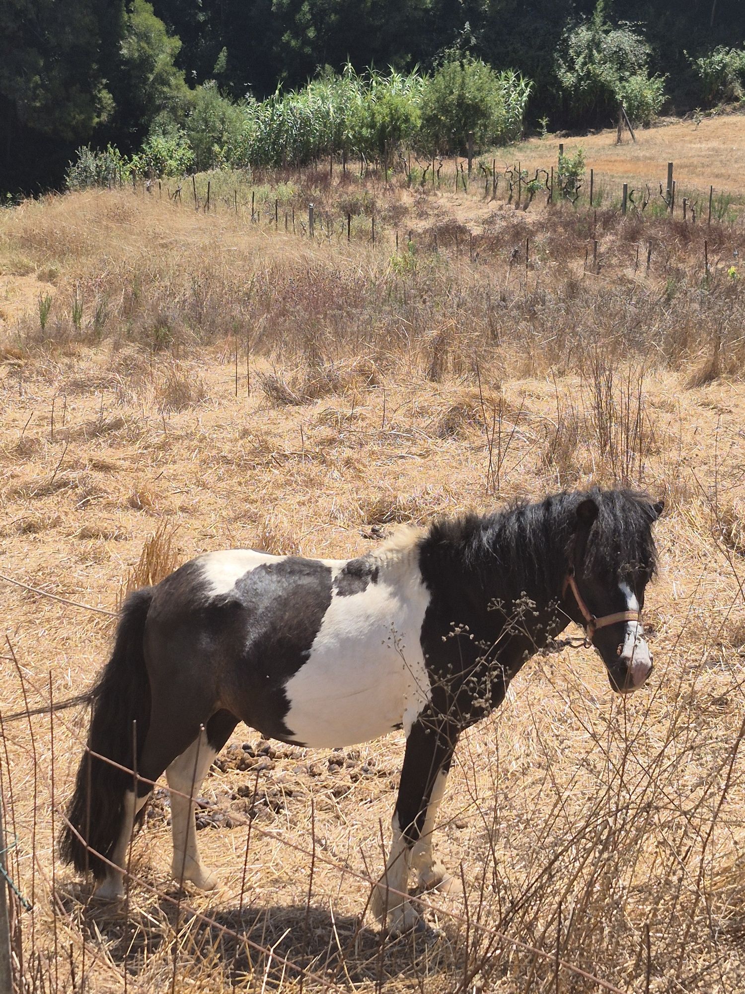 Ponei macho inteiro