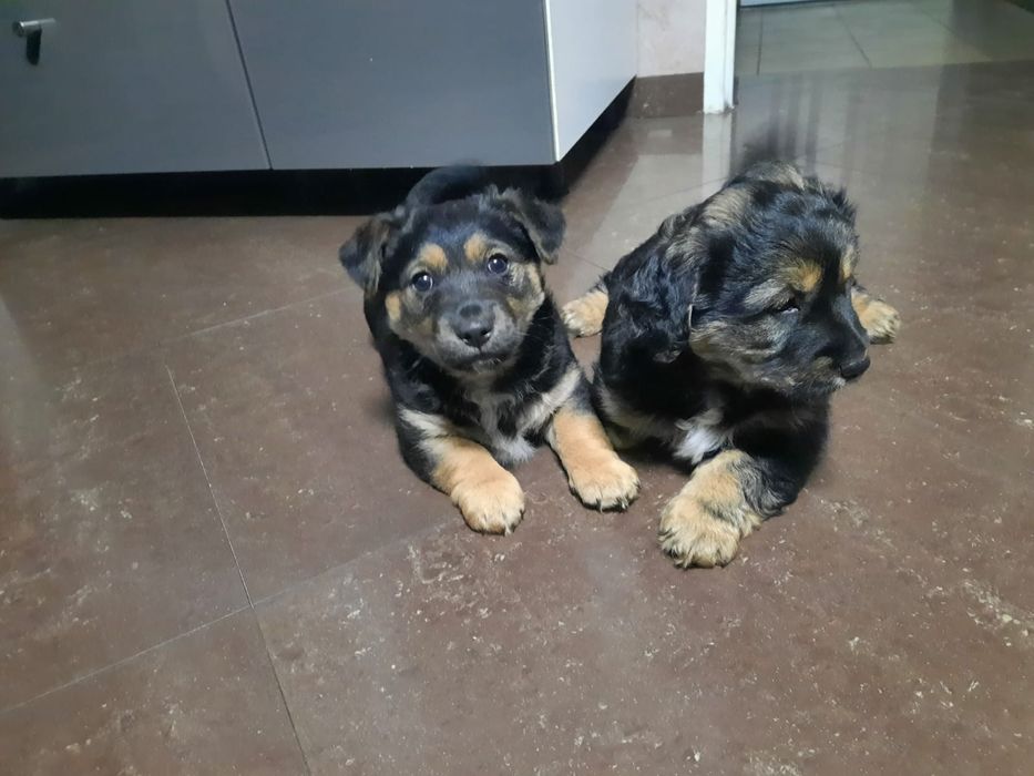 Szczeniaki kundelki do wydania