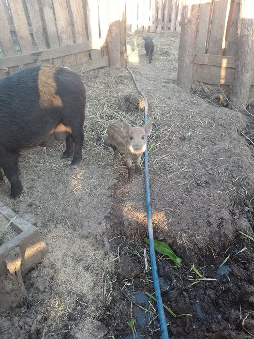 Продам поросят породи Кармал..тато Венгерський мангал