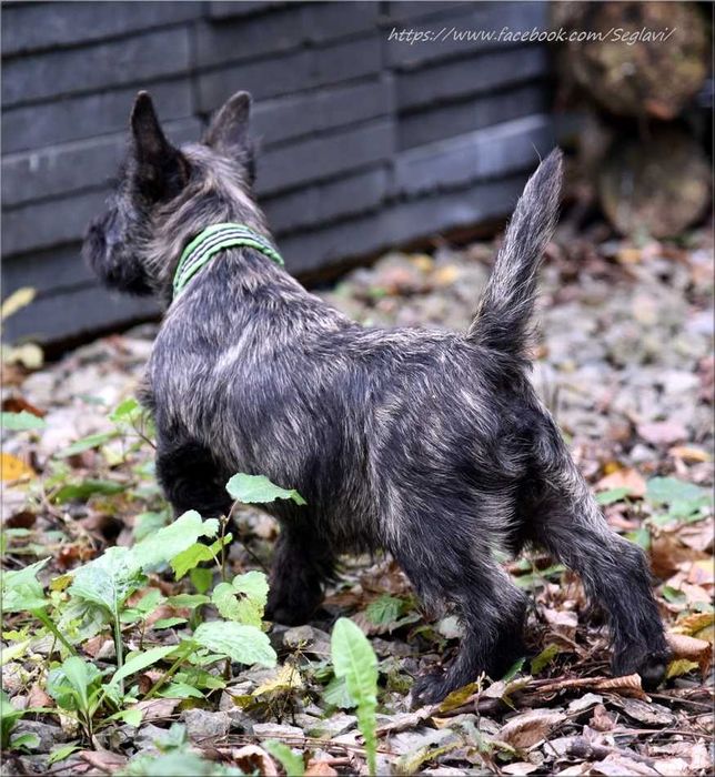 Cairn Terrier - rodowodowy (ZKwP/FCI) piesek po Championach