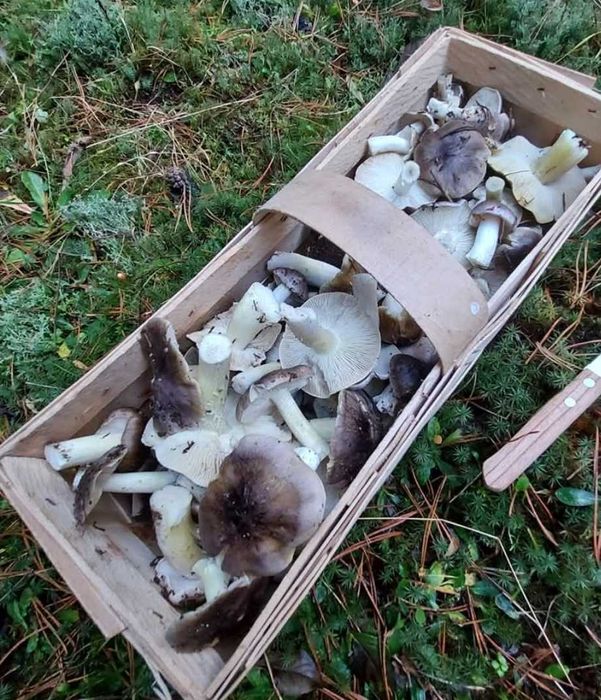 Gąska siwa niekształtna