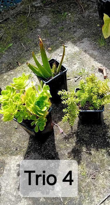 Trio de suculentas em vaso