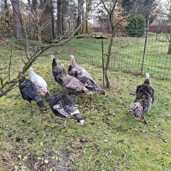 Indyki staropolskieg indory