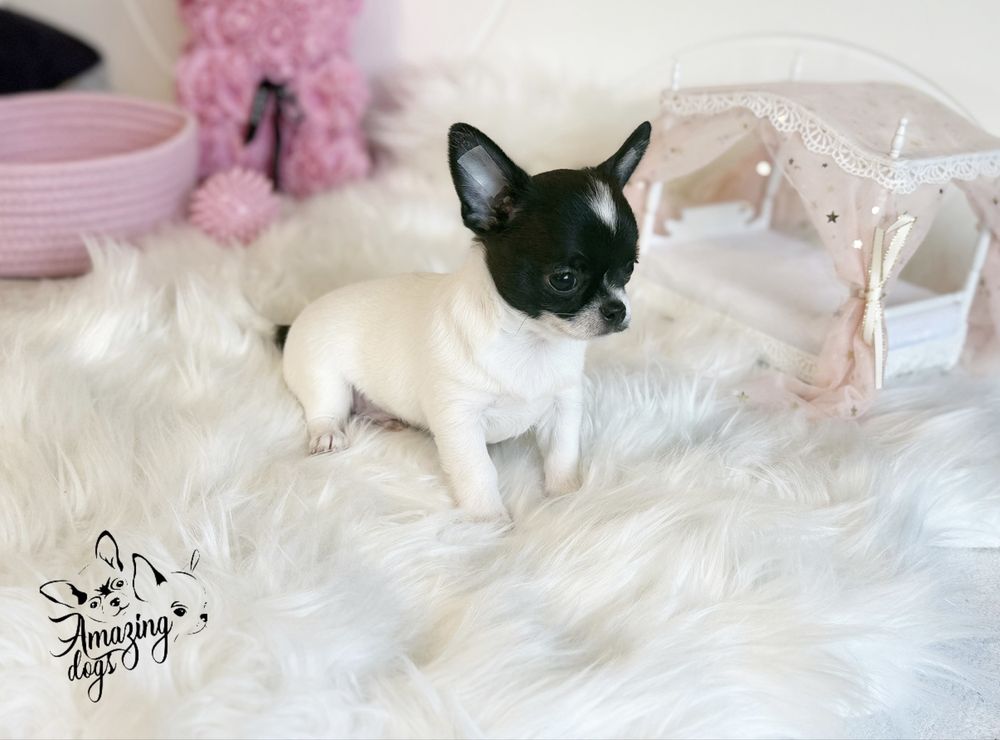 Chihuahua *** uroczy piesek krotkowlosy