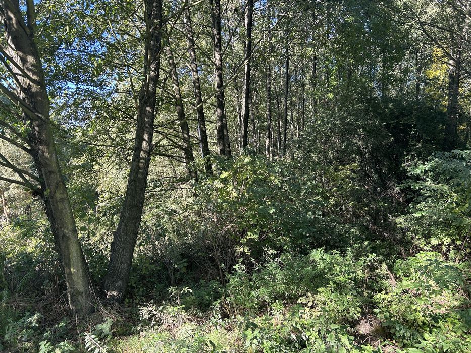 Usługi Ogrodnicze Koszenie Traw Wycinka Drzew/sadowCzyszczenie działek