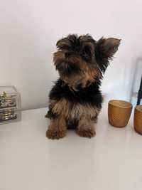 Yorkshire Terrier com 3 meses - Macho