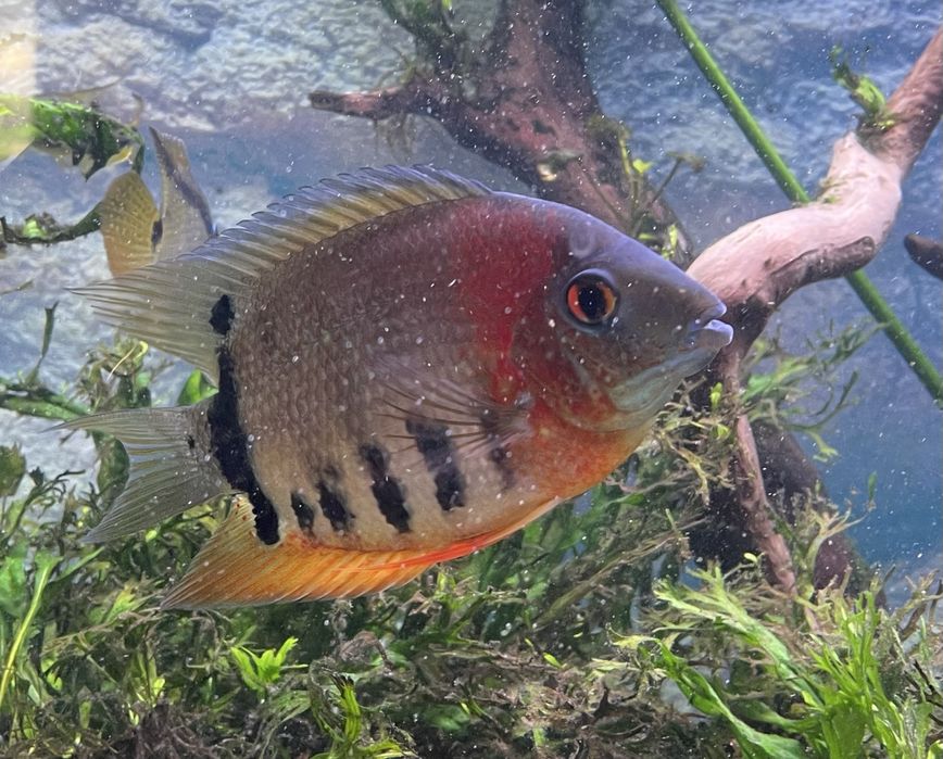 Pielęgnica Severum Rotkeil
