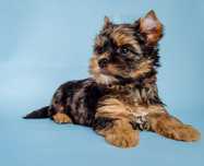 Yorkshire terrier piesek standard