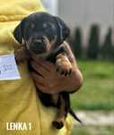 Szczeniaki, 8 tygodni, docelowo małe, adopcja za darmo oddam
