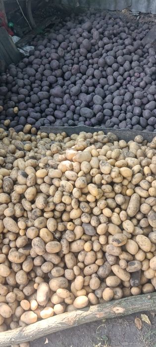 Продам картоплю нічим не оброблену