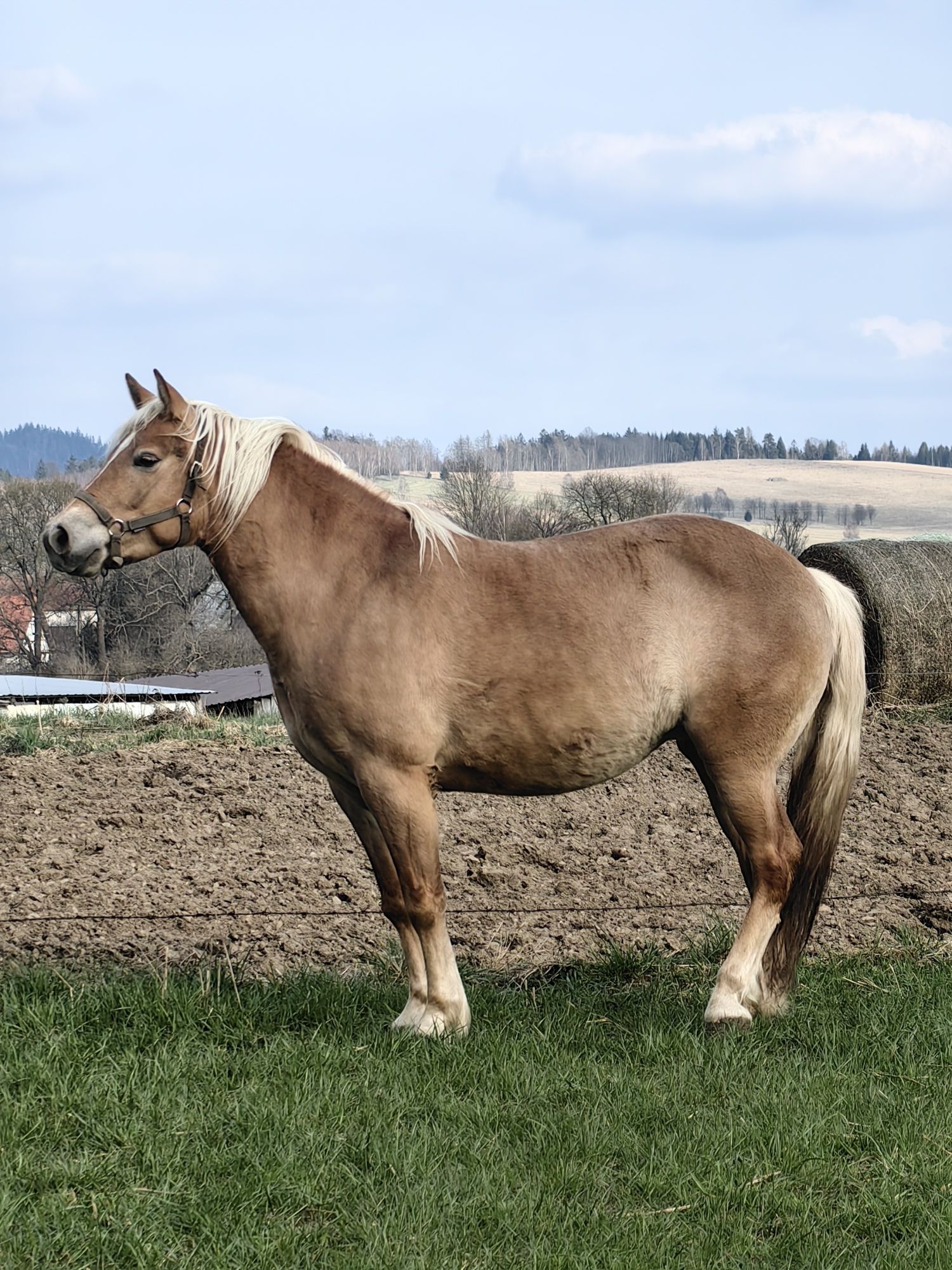 Koń rasy Haflinger