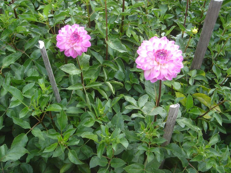 продам клубни георгін