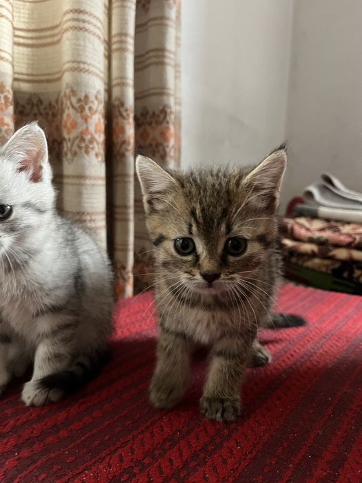 Кошенята (безкоштовно)