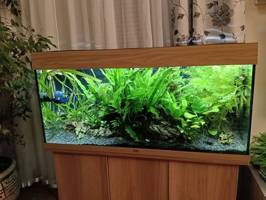 Akwarium 180 l z życiem