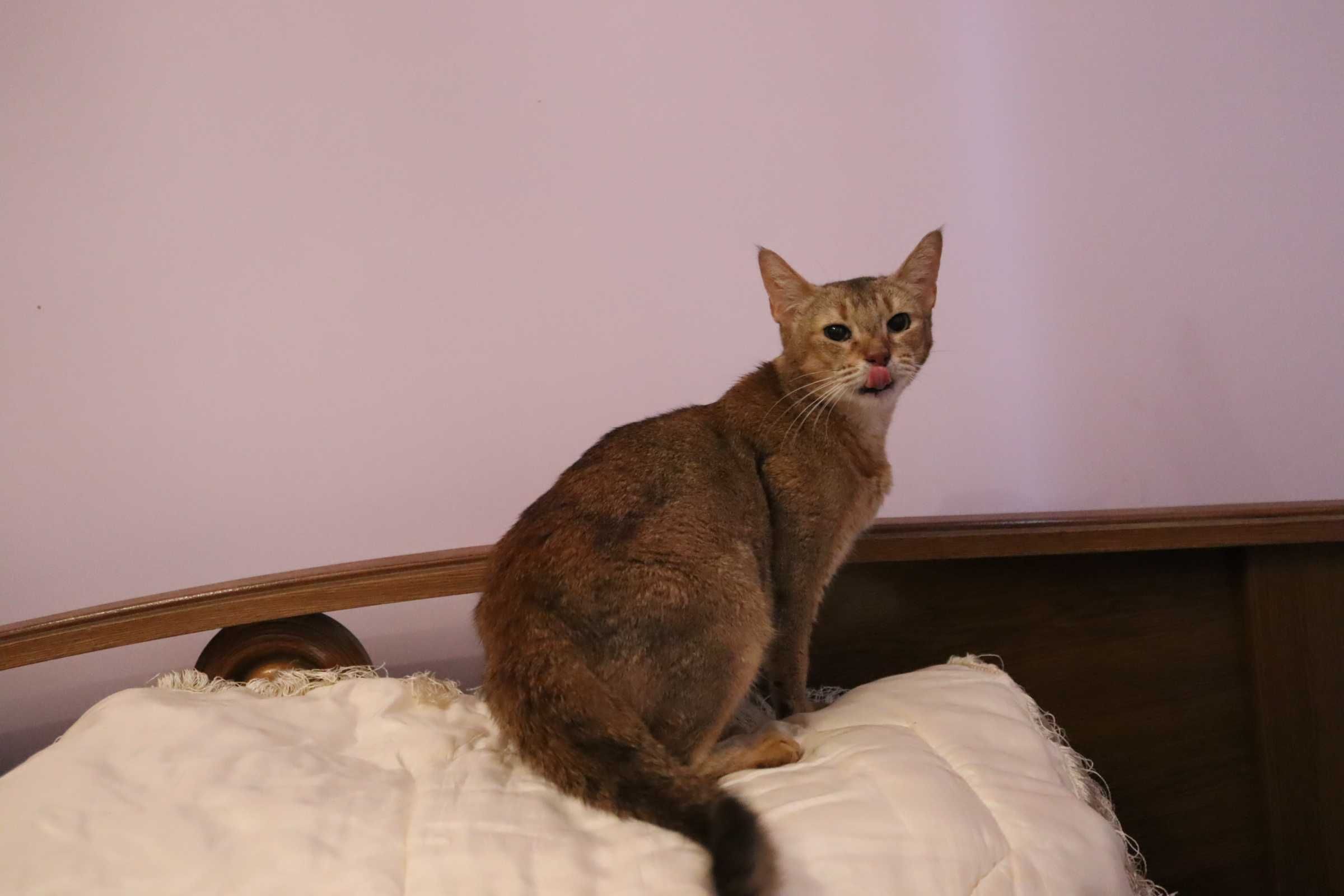 Чаузи кошка абиссинская