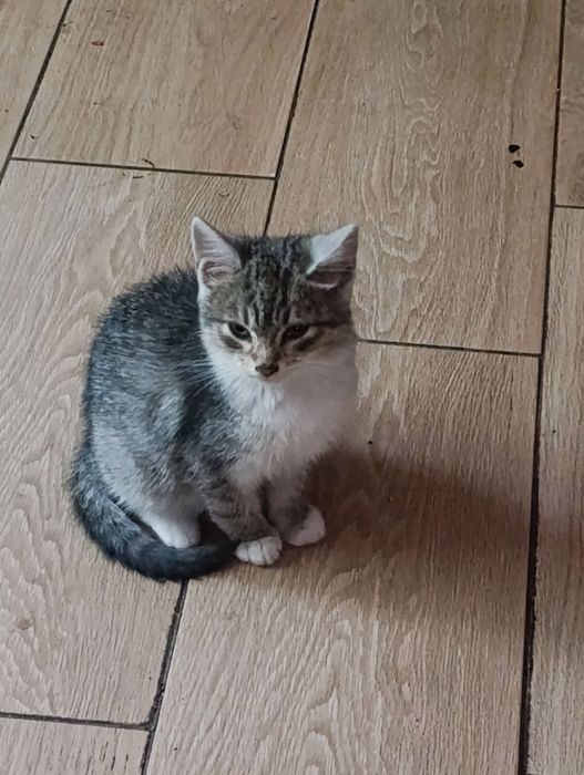 Віддам котика в хороші руки