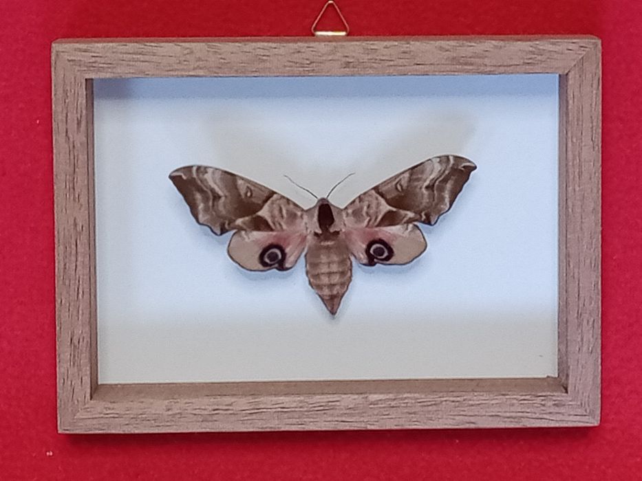 Motyl nocny w ramce 12x10 cm . Smerinthus ocellatus