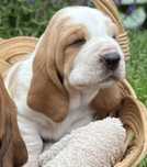 Piesek Basset Hound FCI o imieniu Argon bicolor