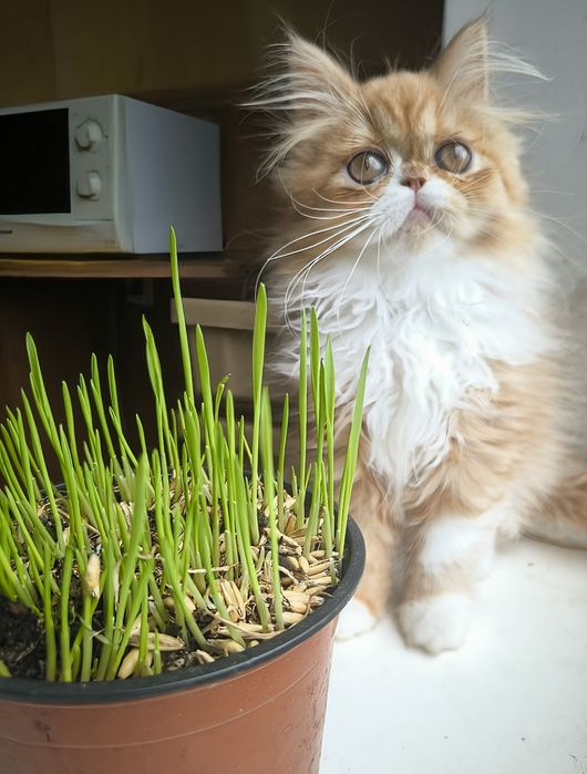 Персидська лисичка