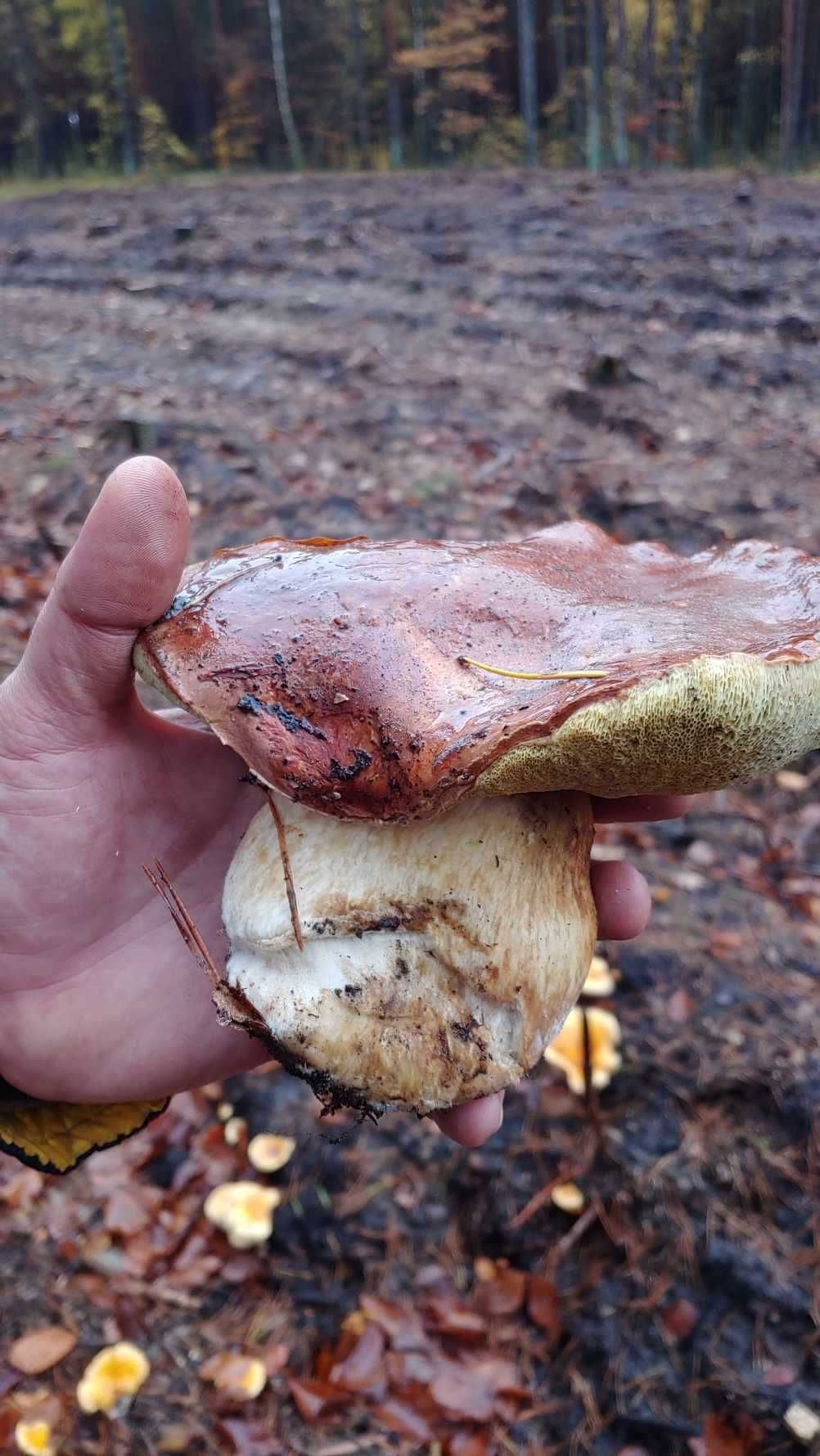 Grzyby mrożone: podgrzybek brunatny,suchogrzybek i maśliak pstry