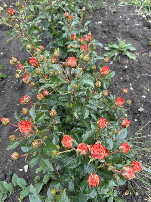 Саженцы Роз опт круглый год