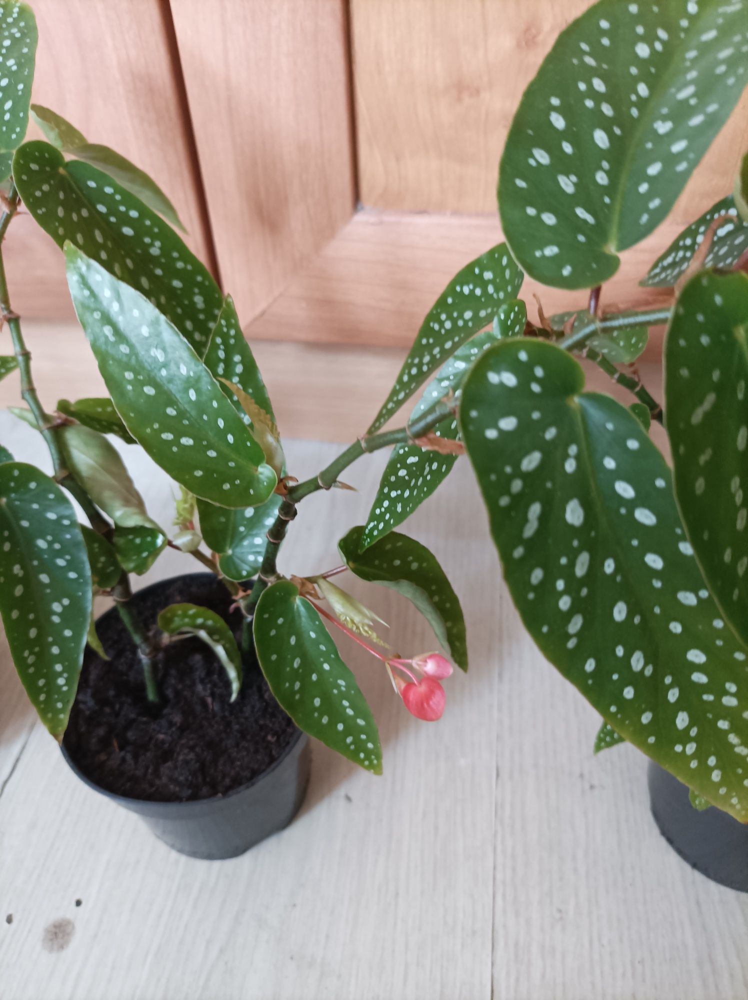 Begonia maculata Tamaya. Sadzonka