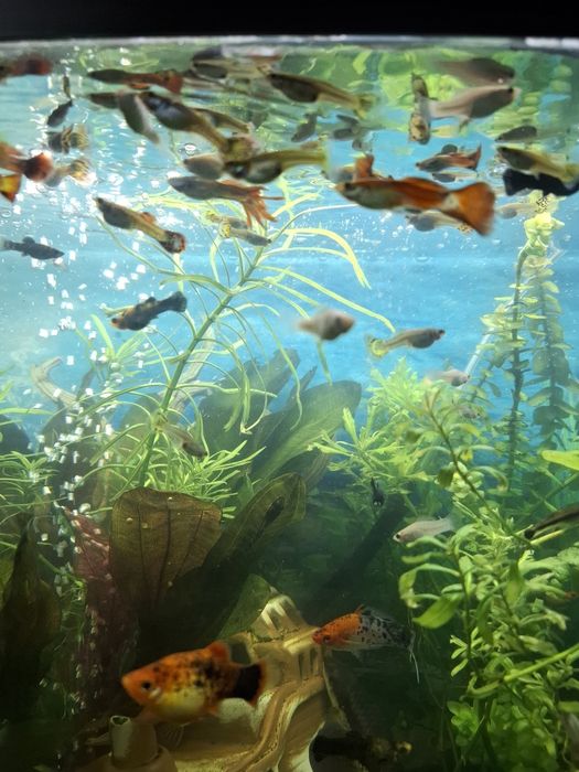 Rybki akwariowe, Żyworodne.Gupiki