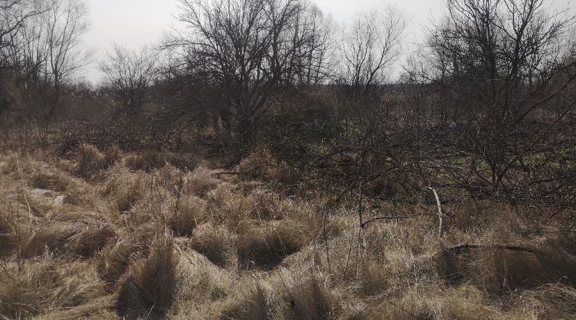 Покос трави ,зрізання кущів , розчистка території