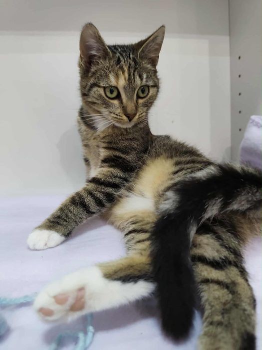 Imię, tylko to mam własne. Bardzo potrzebuję domu.