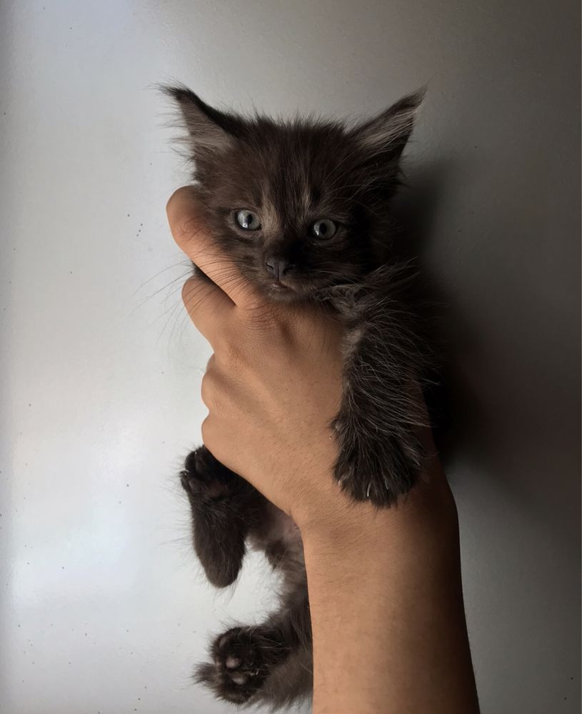 Кошенятка манюнькі