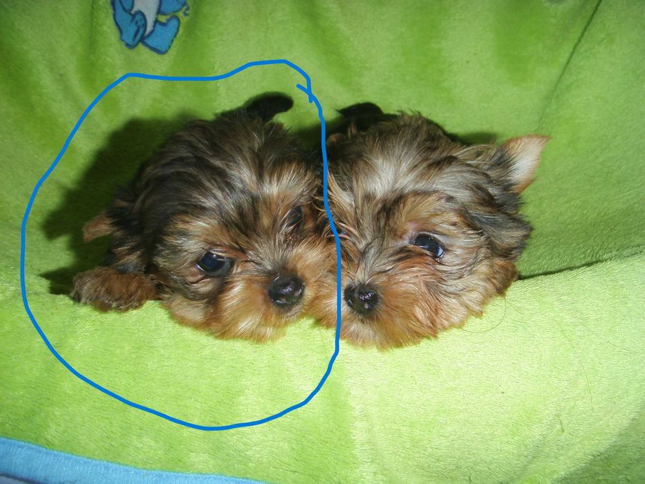 York mini suczka Warszawa yorki