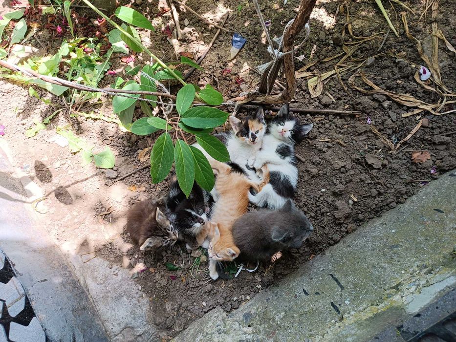 Отдам милых и игривых котят