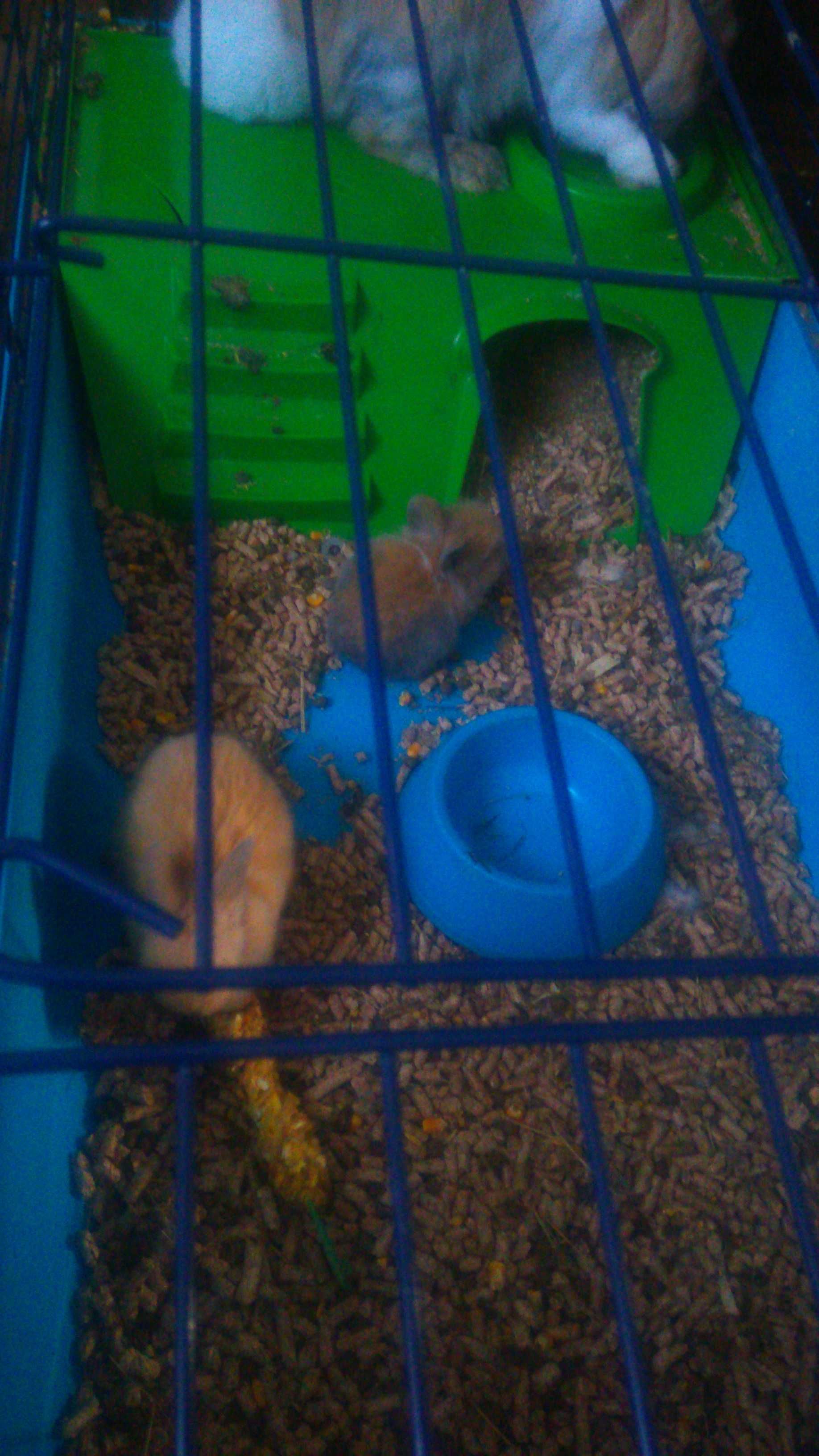 Coelhos anoes pelo grande