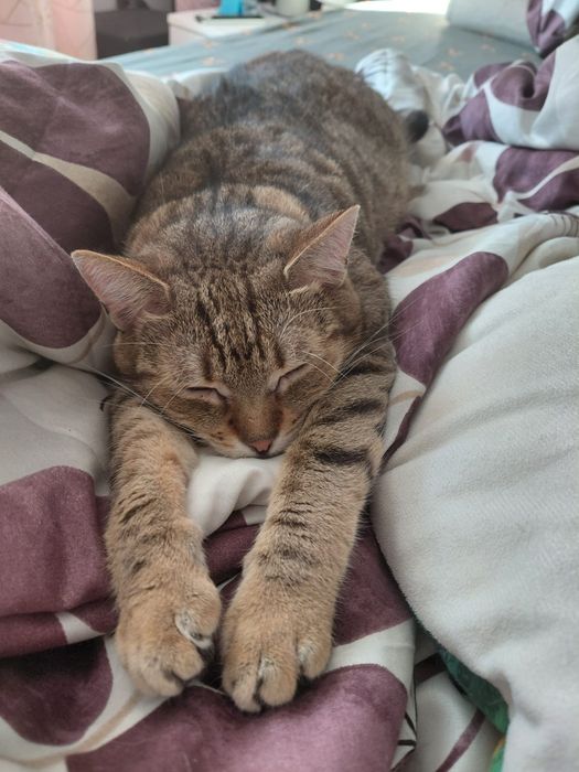 Lonia ,cudna kotka szuka swojego domku