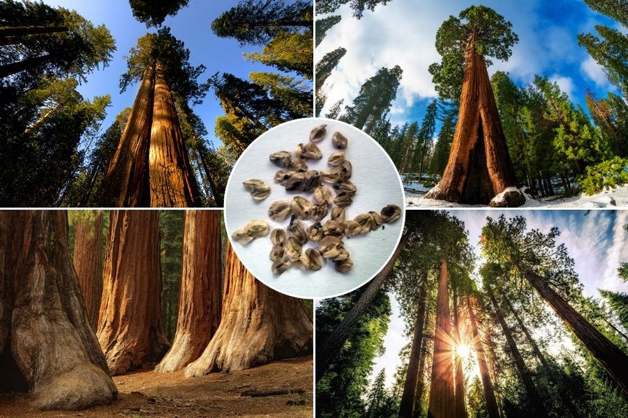 Sekwoja Wieczniezielona 50 Nasion z USA Najwyższe Drzewo Swiata