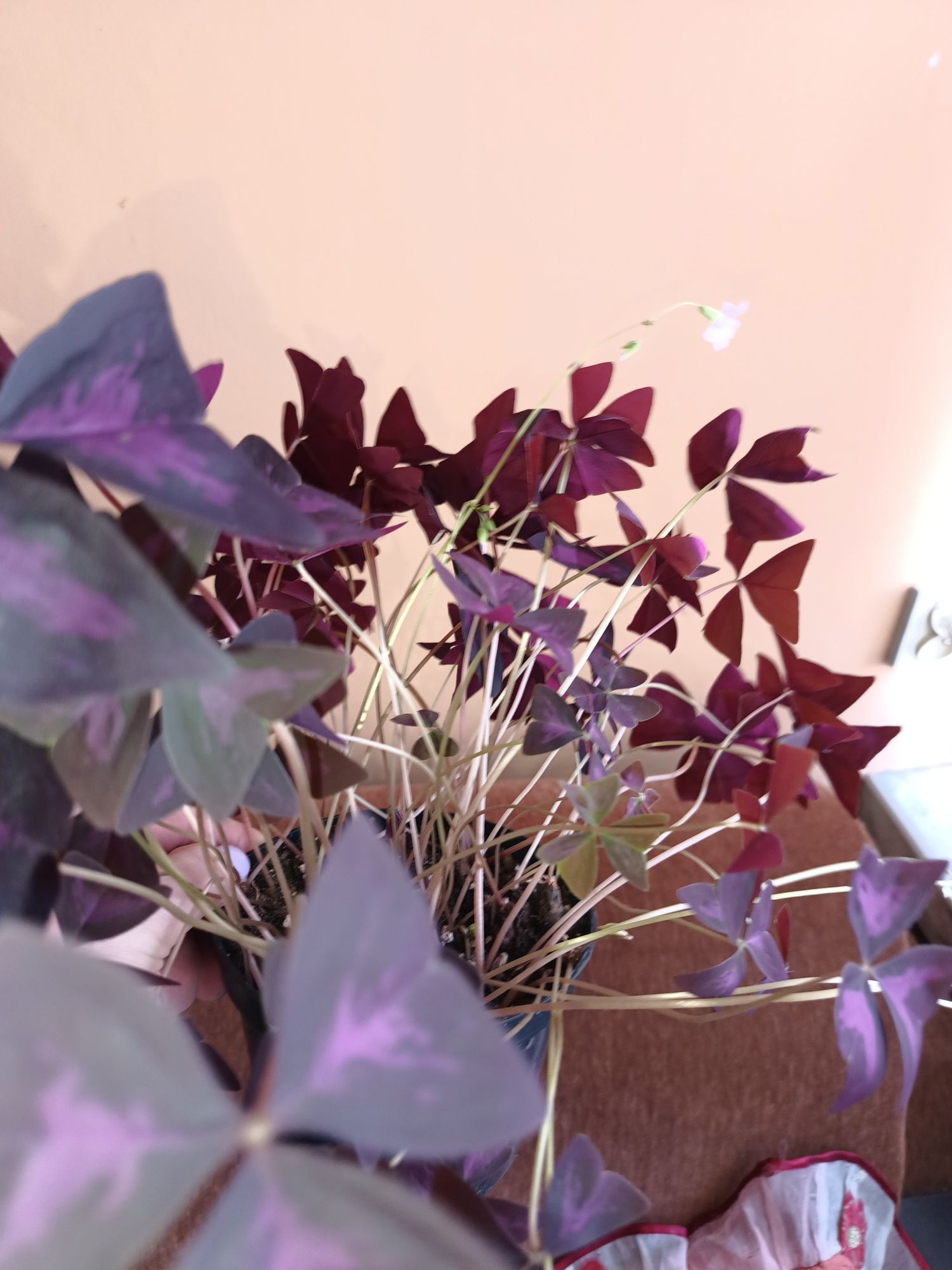 Oxalis sadzonki polecam