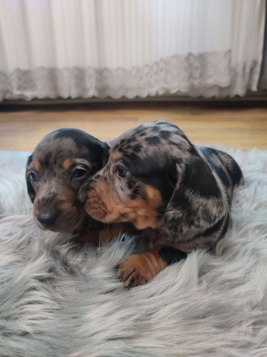 Продаются щенки таксы мрамор мерле