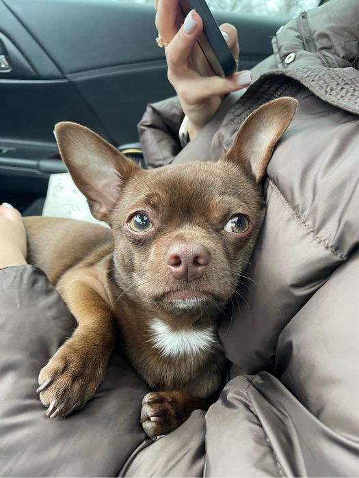 Вязка чихуахуа