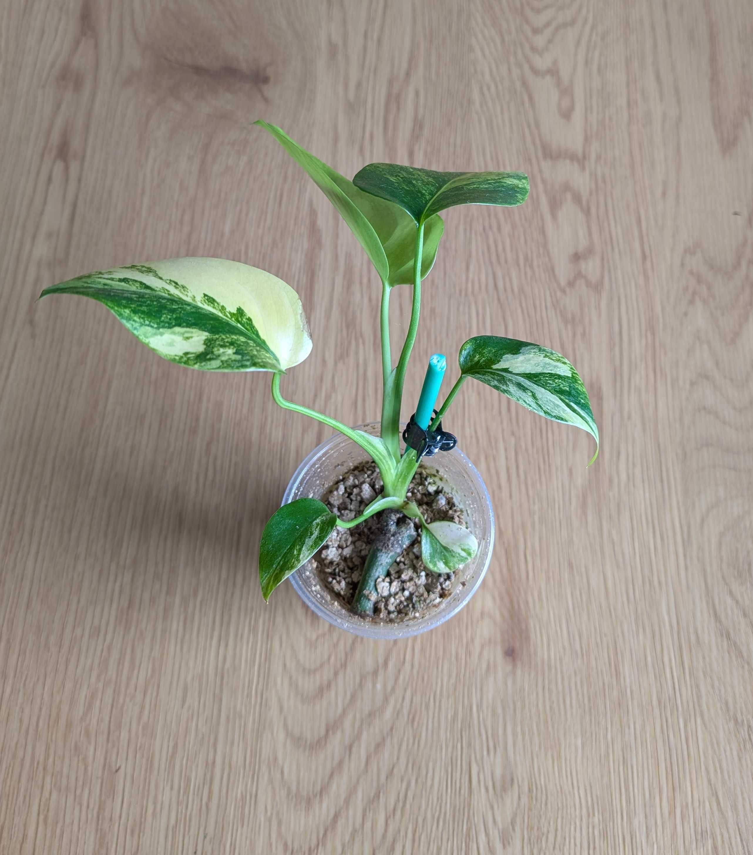 Monstera Marmorata Aurea