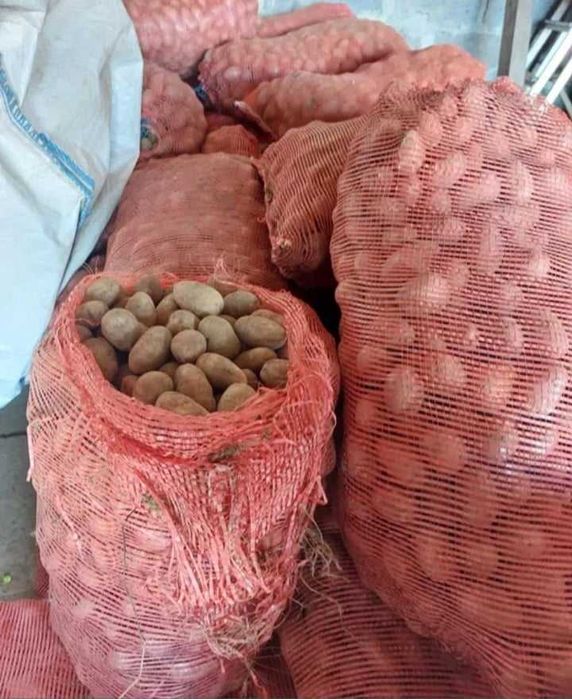 Sadzeniak  SORAJA oraz ARIZONA