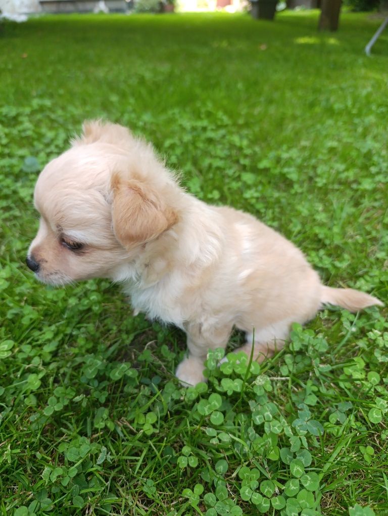 Piesek chihuahua biszkopt