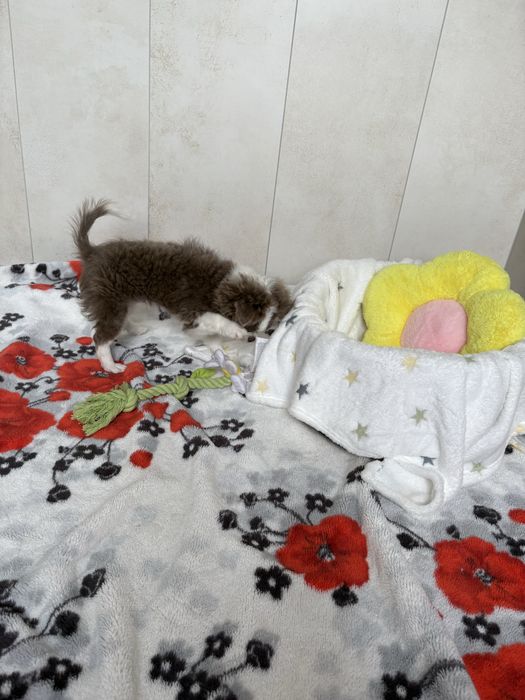 Chłopczyk chihuahua FCI