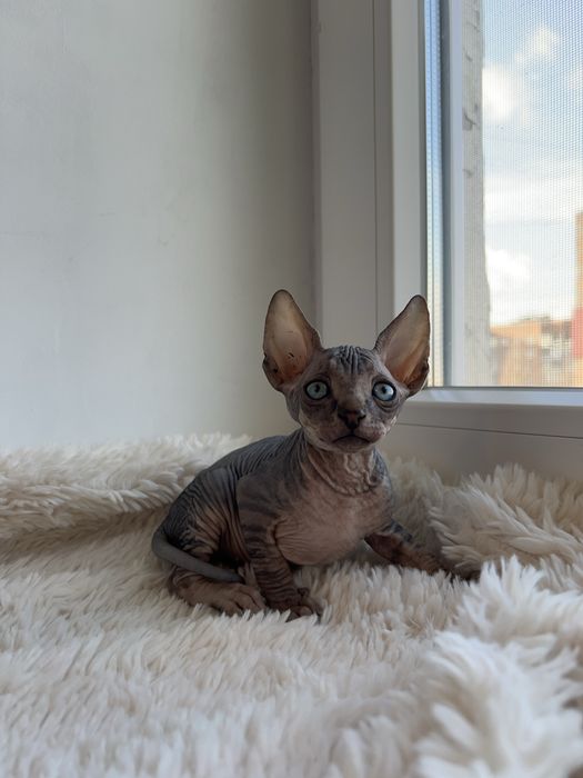 Канадський сфінкс кошеня/Канадский сфинкс котенок