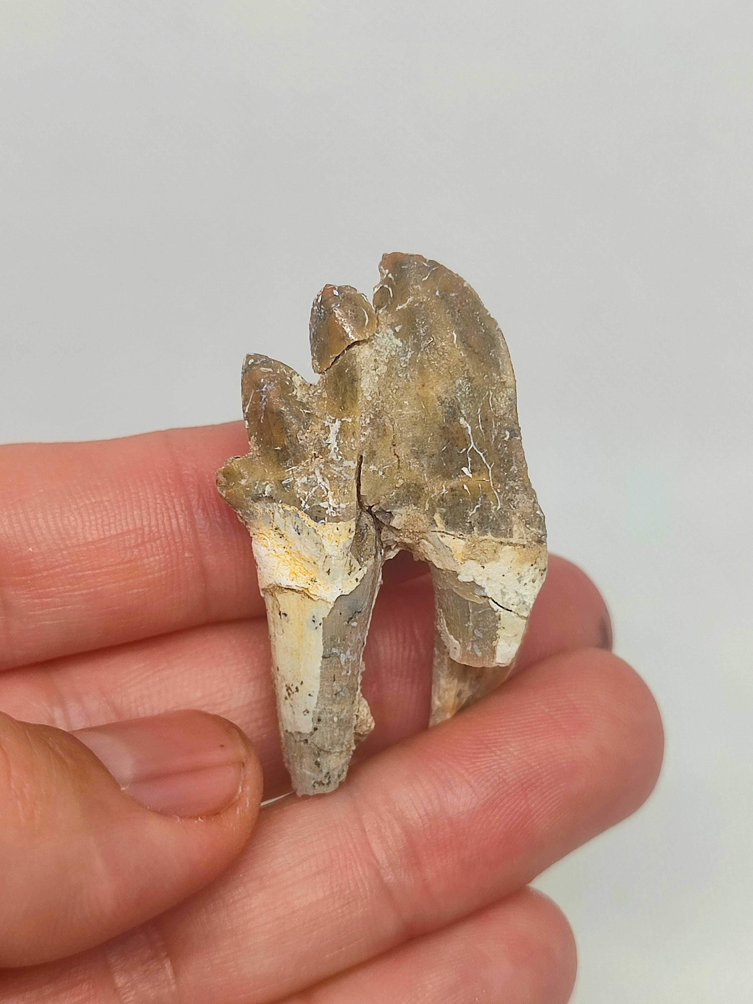 Fósseis dentes de Basilossauro